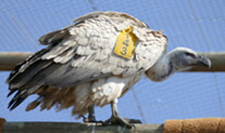 South African Vulture