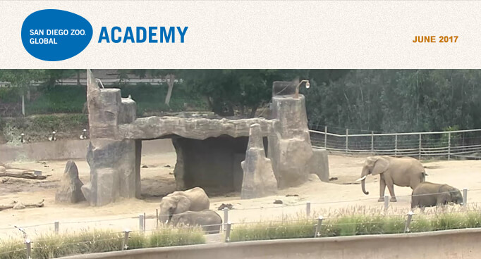 San Diego Zoo Global Academy, April 2017. Photo is five hamadryas baboons, with a larger dominant male in front.