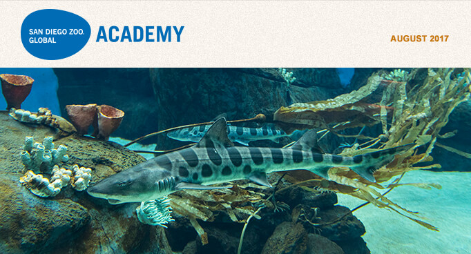 San Diego Zoo Global Academy, July 2017. Photo is two leopard sharks swimming at the San Diego Zoo's new Africa Rocks exhibit.