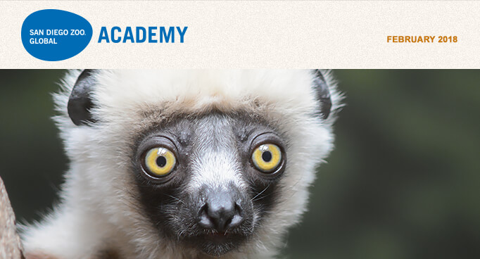 San Diego Zoo Global Academy, February 2018. Photo Sifaka lemur