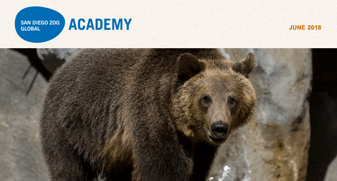 San Diego Zoo Global Academy, June 2018. Photo grizzly bear.