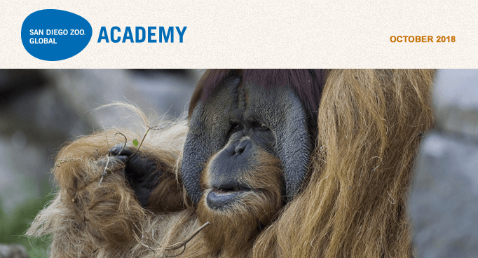 San Diego Zoo Global Academy, October 2018. Photo male orangutan.