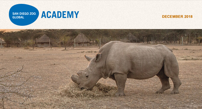 San Diego Zoo Global Academy, November 2018. Photo Sudan, the last male Northern white rhino