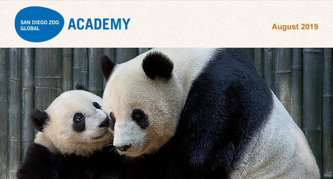 San Diego Zoo Global Academy, August 2019. Photo of Giant Panda Bai Yun and cub