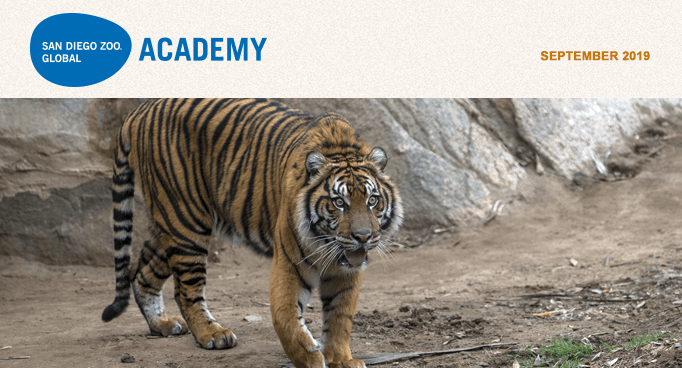 San Diego Zoo Global Academy, September 2019. Photo of a tiger