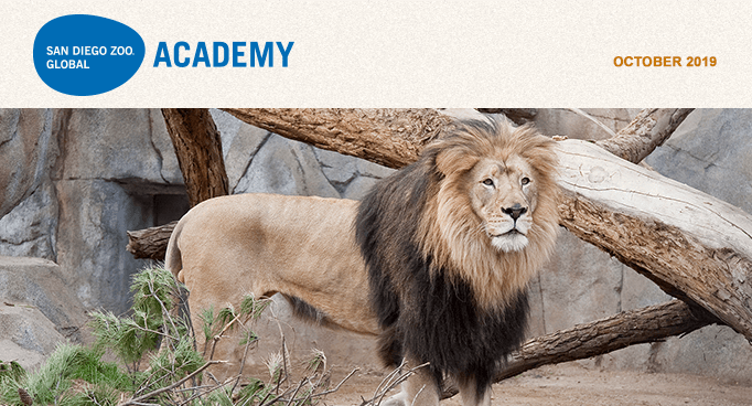 San Diego Zoo Global Academy, October 2019. Photo of an African lion.