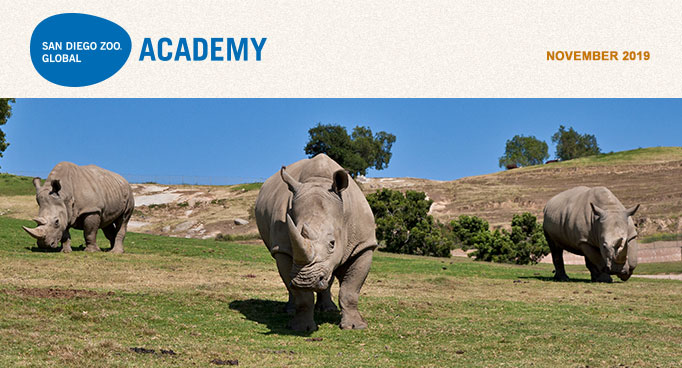 San Diego Zoo Global Academy, November 2019. Photo of three southern white rhinos.
