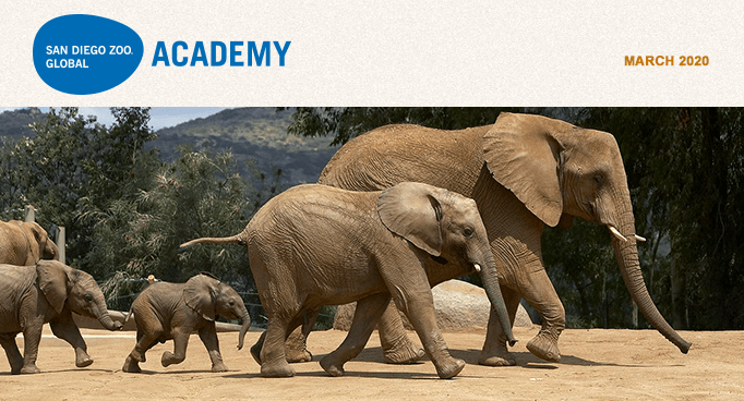 San Diego Zoo Global Academy, March 2020. Elephant family