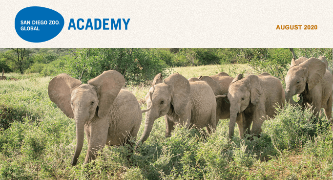 San Diego Zoo Global Academy, August 2020. African elephants