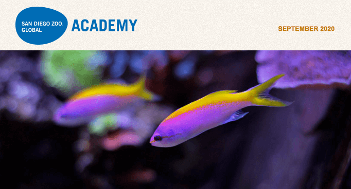 San Diego Zoo Global Academy, September 2020. colorful fishes