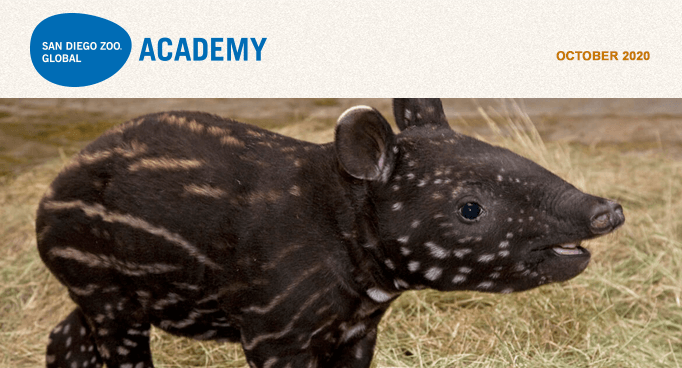 San Diego Zoo Global Academy, October 2020. baby tapir